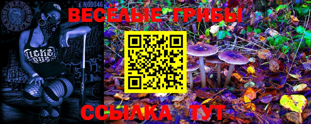 Псилоцибиновые грибы Cubensis Гуково